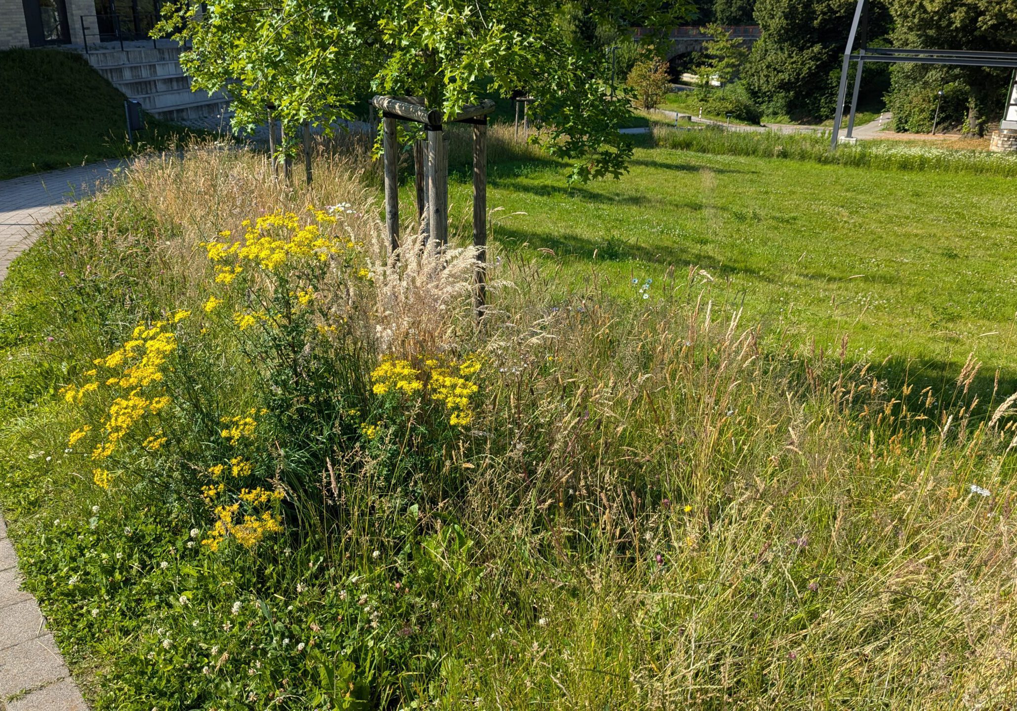 Blumenwiese im Park