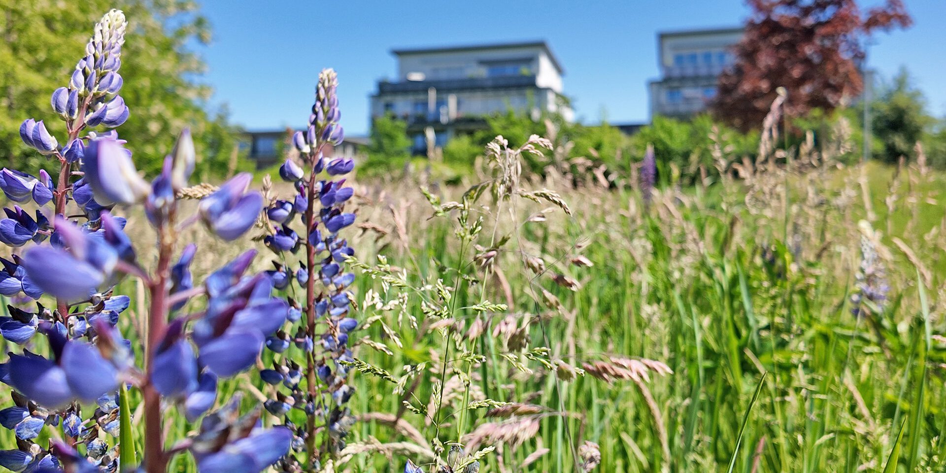 Blütenpracht auf einer Wiese