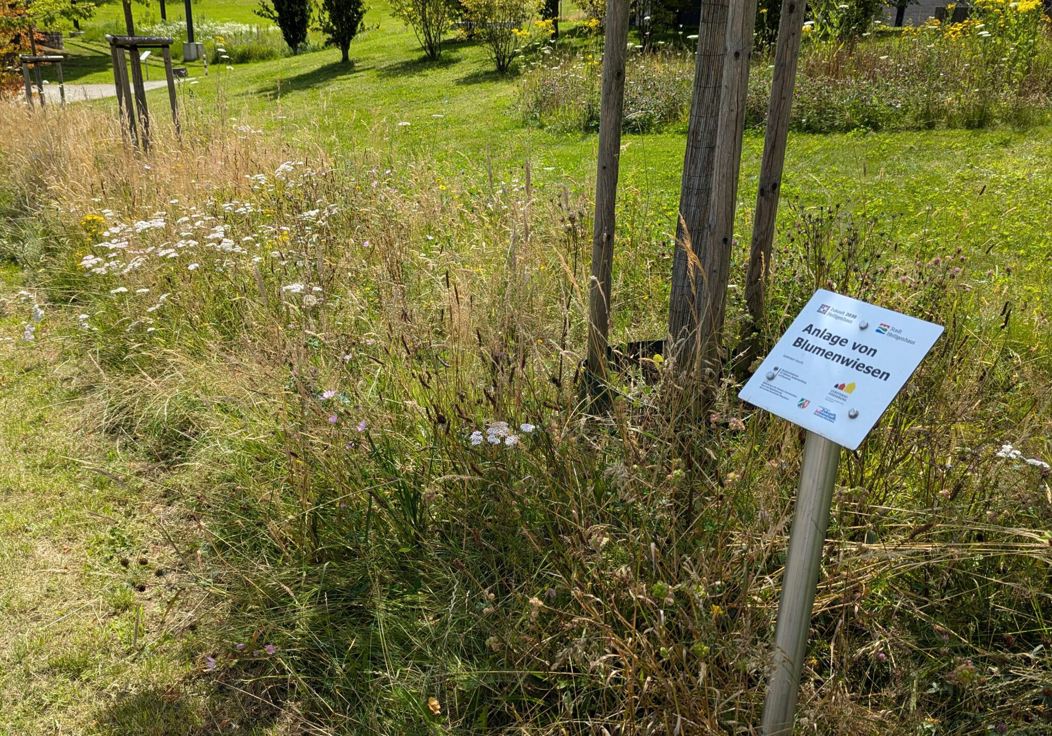 Blumenwiese im Park